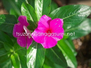 25/06/18 ニチニチソウ