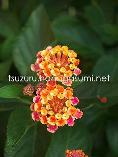 25/06/17 ランタナ