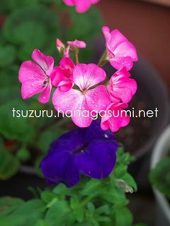 25/06/16 ゼラニューム・ペチュニア