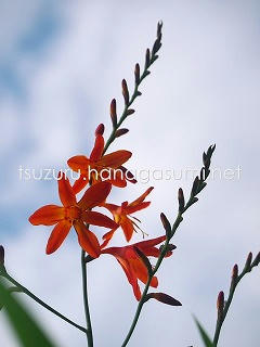 25/06/27 モントブレチア