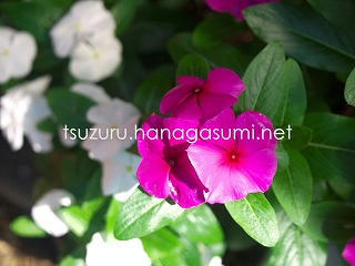 25/06/29 ニチニチソウ