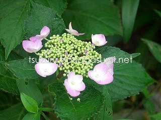 25/06/27 アジサイ