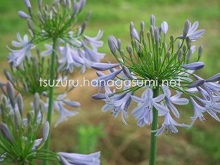 25/06/27 アガパンサス