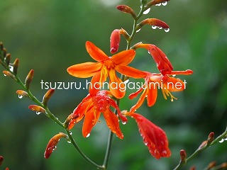 25/06/24 モントブレチア