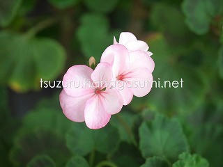 25/06/26 ニチニチソウ