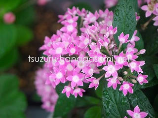 25/06/24 ペンタス