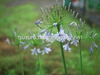 25/06/25 アガパンサス