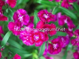 25/06/25 ナデシコ