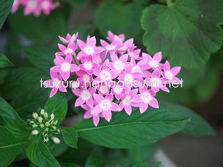 25/06/23 ペンタス