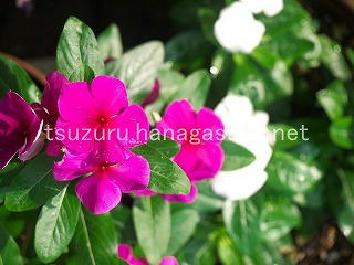 25/07/02 ニチニチソウ