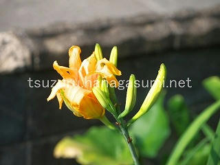 25/07/02 ヤブカンゾウ