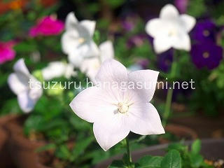 25/07/02 キキョウ