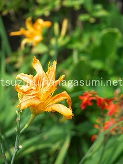 25/07/06 ヤブカンゾウ