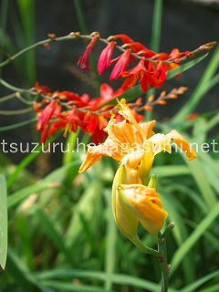 25/07/03 ヤブカンゾウ・モントブレチア