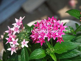 25/07/03 ペンタス