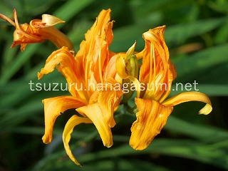 25/07/04 ヤブカンゾウ