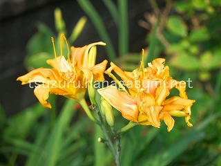 25/07/05 ヤブカンゾウ