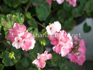 25/07/04 ゼラニューム