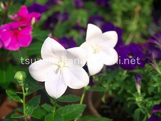 25/07/05 キキョウ