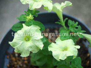 25/07/04 ペチュニア