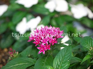 25/07/06 ペンタス