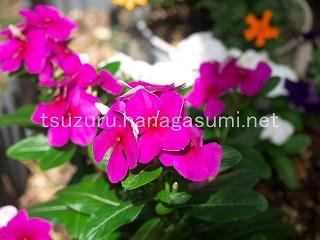 25/07/10 ニチニチソウ