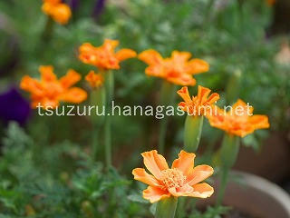 25/07/07 マリーゴールド