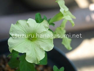 25/07/08 ペチュニア
