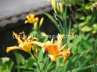 25/07/08 ヤブカンゾウ