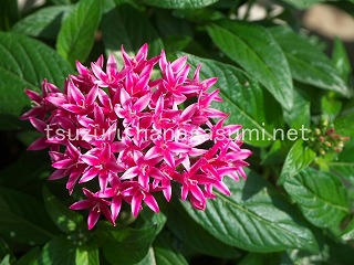 25/07/08 ペンタス