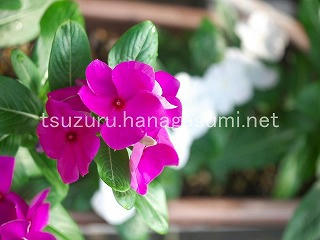 25/07/09 ニチニチソウ