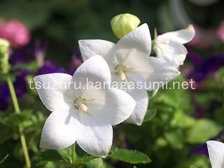 25/07/09 キキョウ