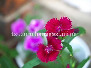 25/07/09 ナデシコ