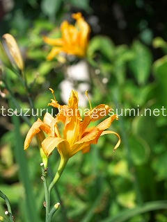 25/07/10 ヤブカンゾウ