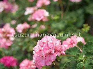 25/07/12 ゼラニューム