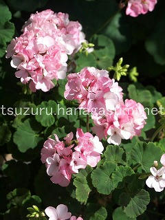 25/07/10 ゼラニューム