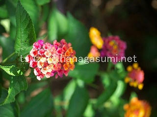 25/07/11 ランタナ