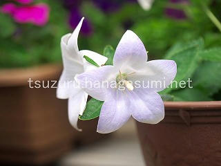 25/07/14 キキョウ