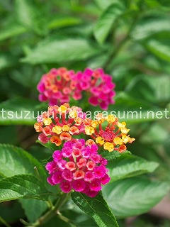 25/07/15 ランタナ