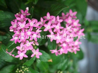 25/07/15 ペンタス