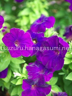 25/07/15 ペチュニア