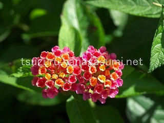 25/07/20 ランタナ