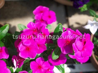 25/07/17 ニチニチソウ