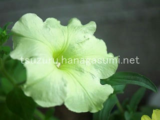 25/07/18 ペチュニア