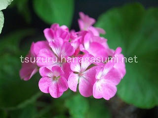 25/07/18 ゼラニューム