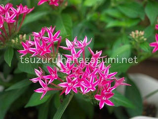 25/07/19 ペンタス