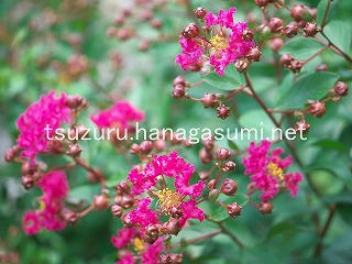 25/07/22 サルスベリ