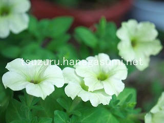 25/07/22 ペチュニア