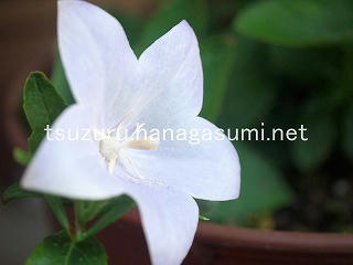 25/07/23 キキョウ