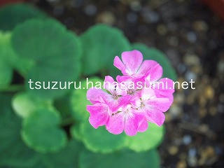 25/07/25 ゼラニューム